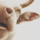 Image for article titled Last Call: The bulls are running wild on this Fun Fact Friday